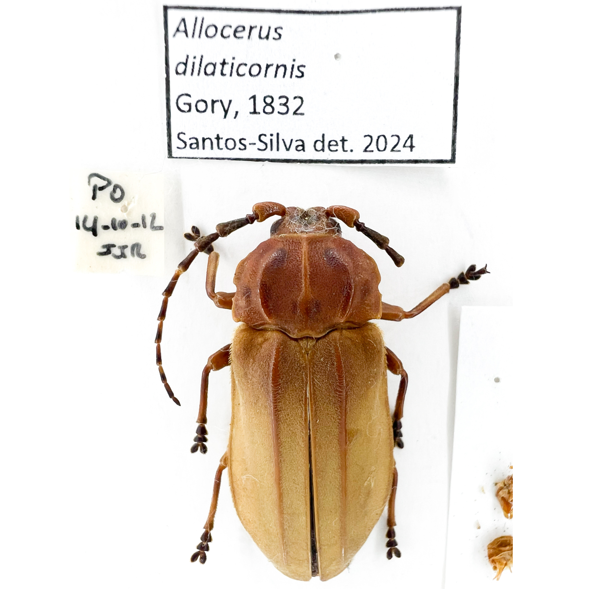 Allocerus dilaticorne
