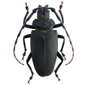 Mallaspis scutellaris 65mm