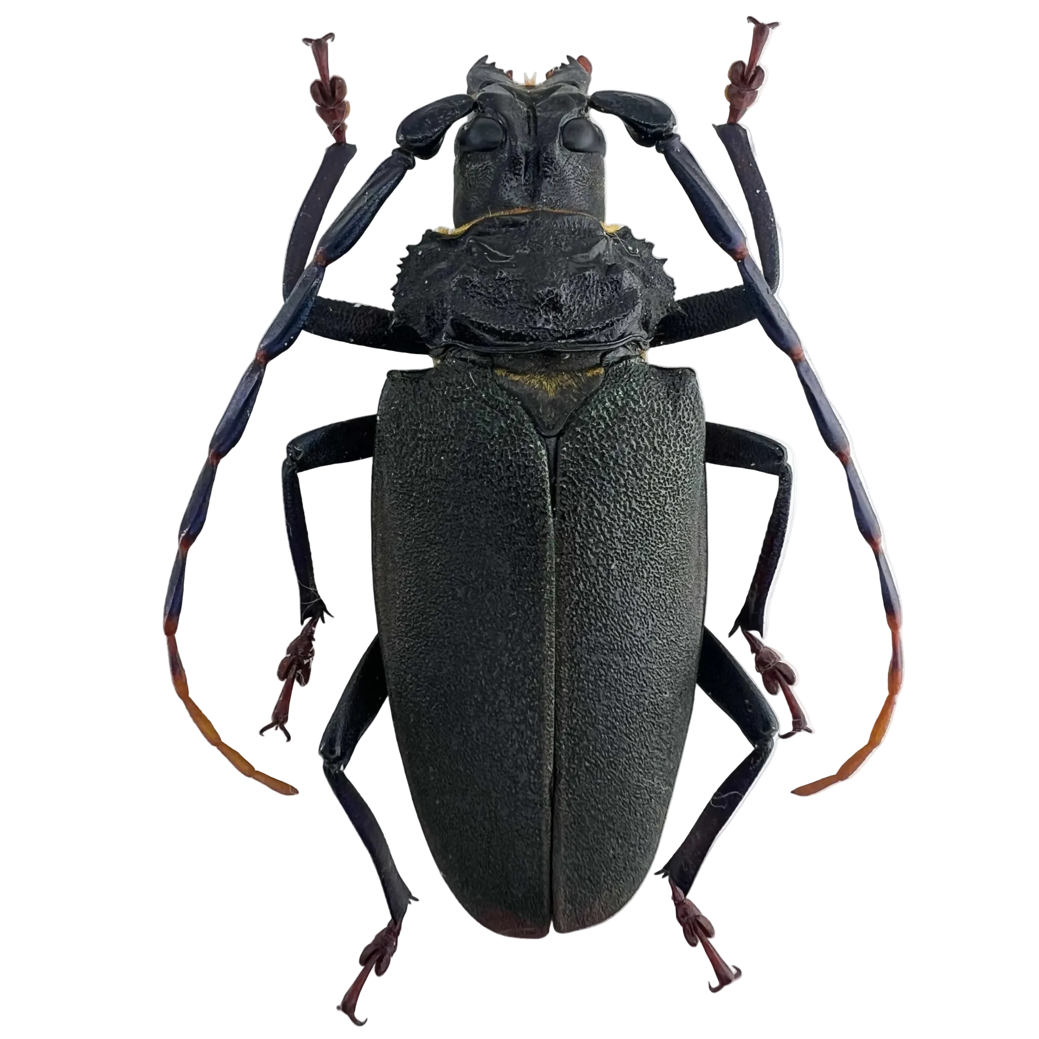 Mallaspis scutellaris 65mm