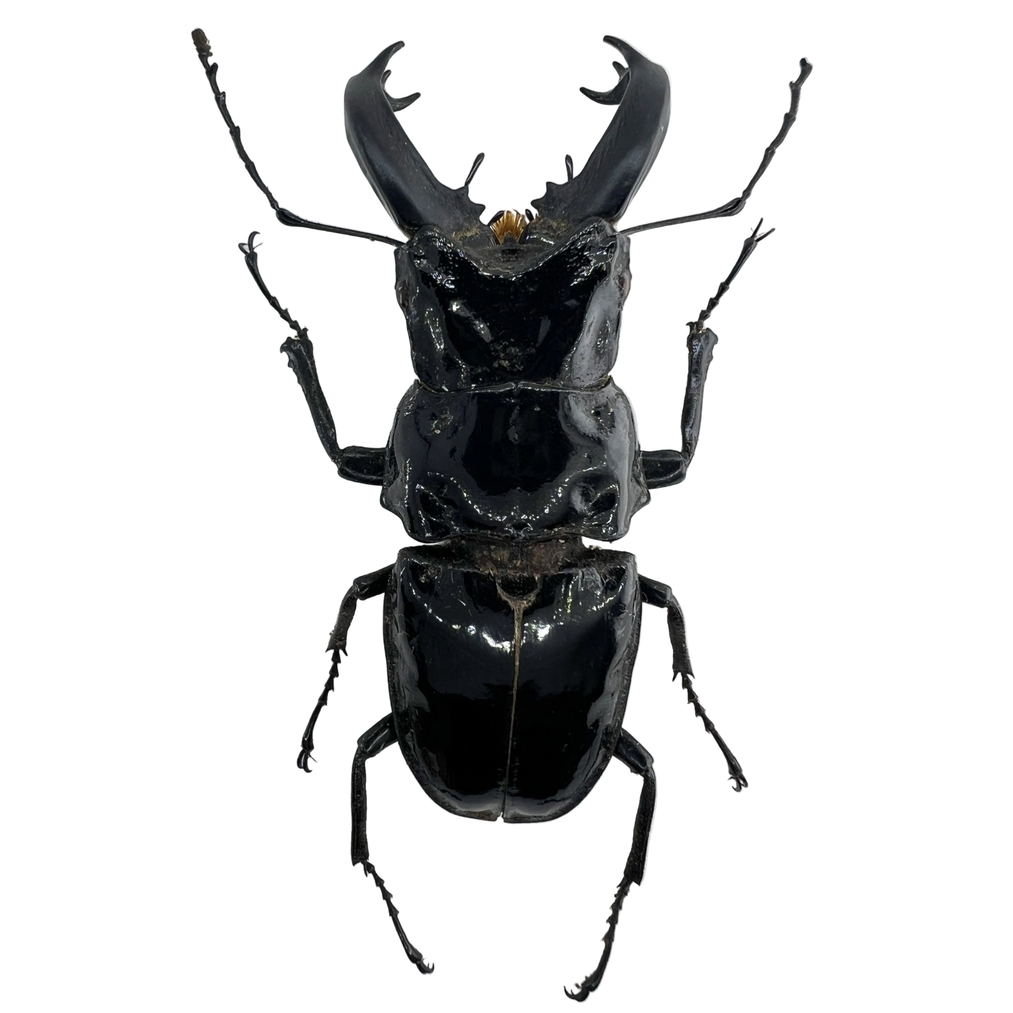 Cantharolethrus steinheili 56mm BIG!