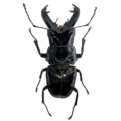 Cantharolethrus steinheili 56mm BIG!