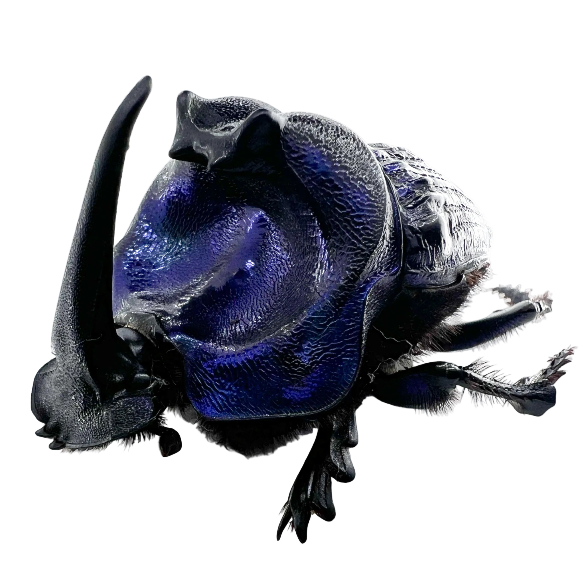 Coprophanaeus lancifer 50mm