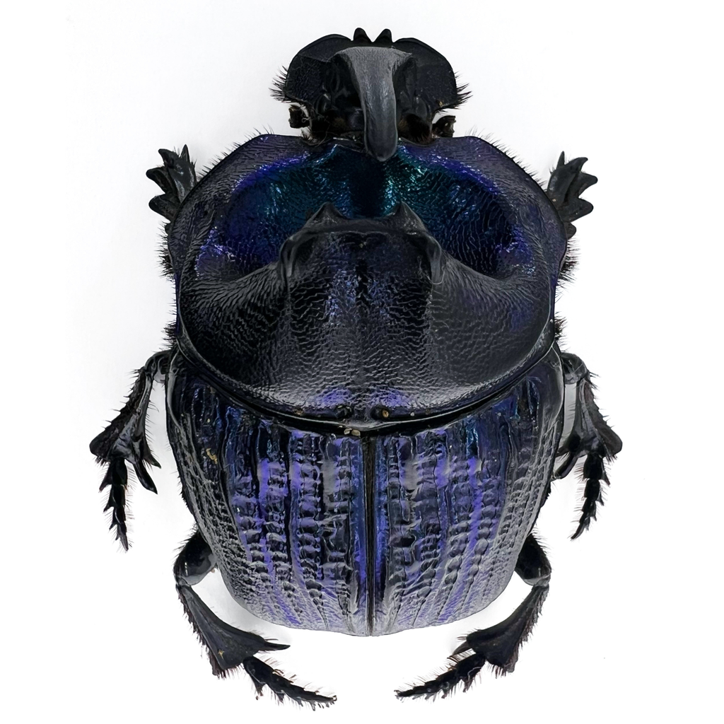 Coprophanaeus lancifer 50mm
