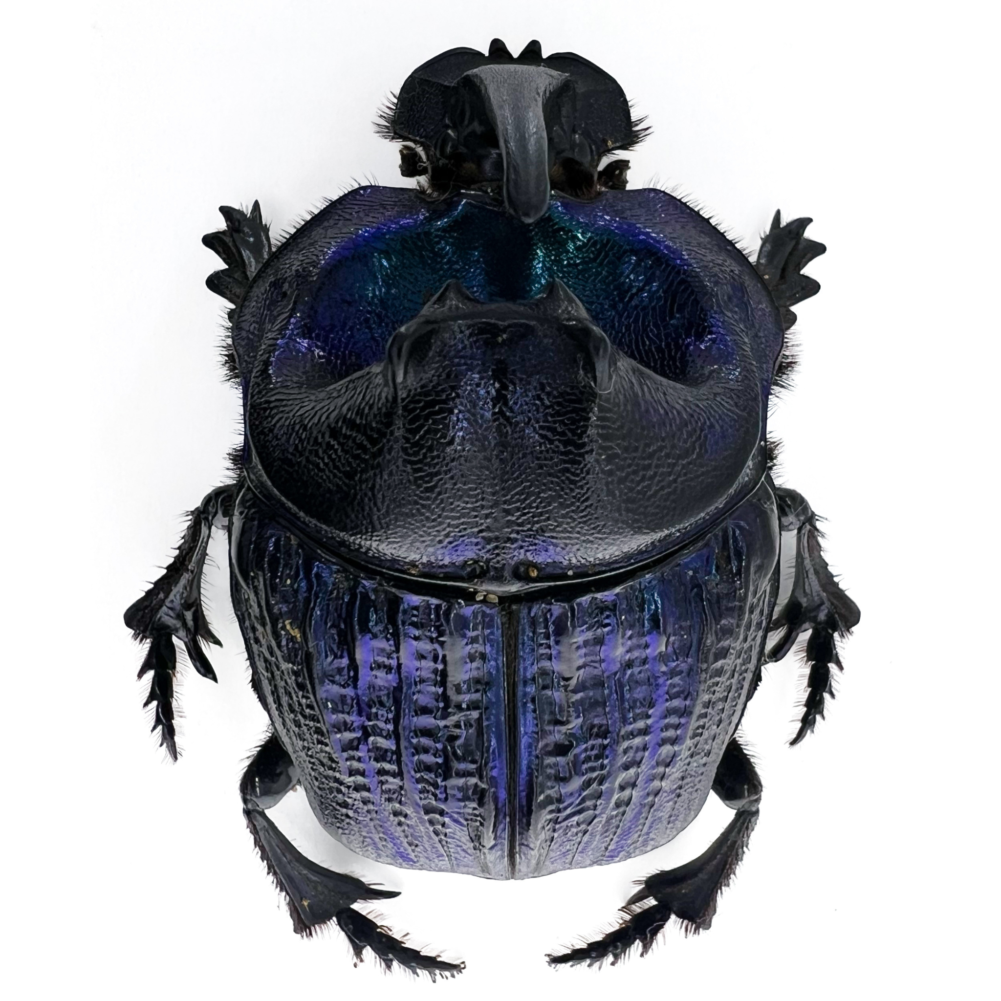 Coprophanaeus lancifer 50mm