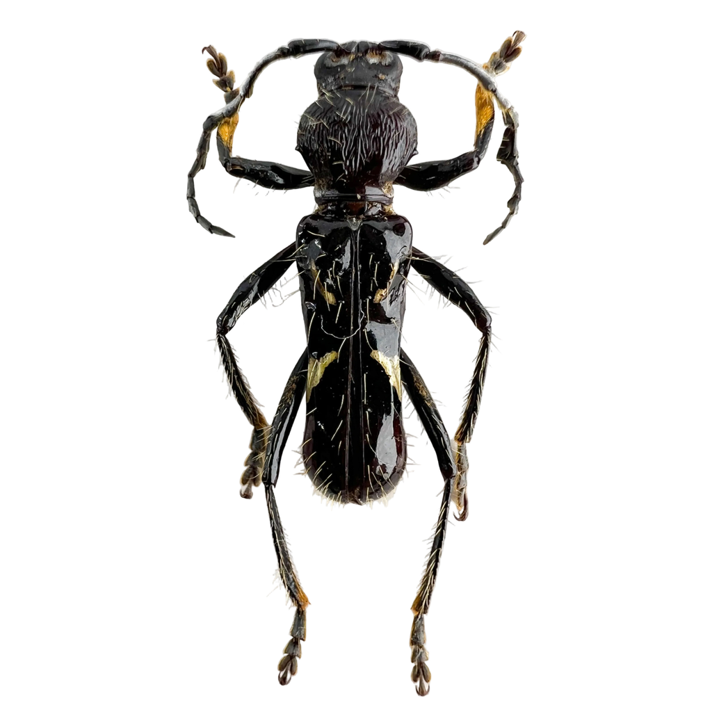 Stenygra angustata