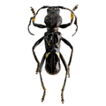 Stenygra angustata