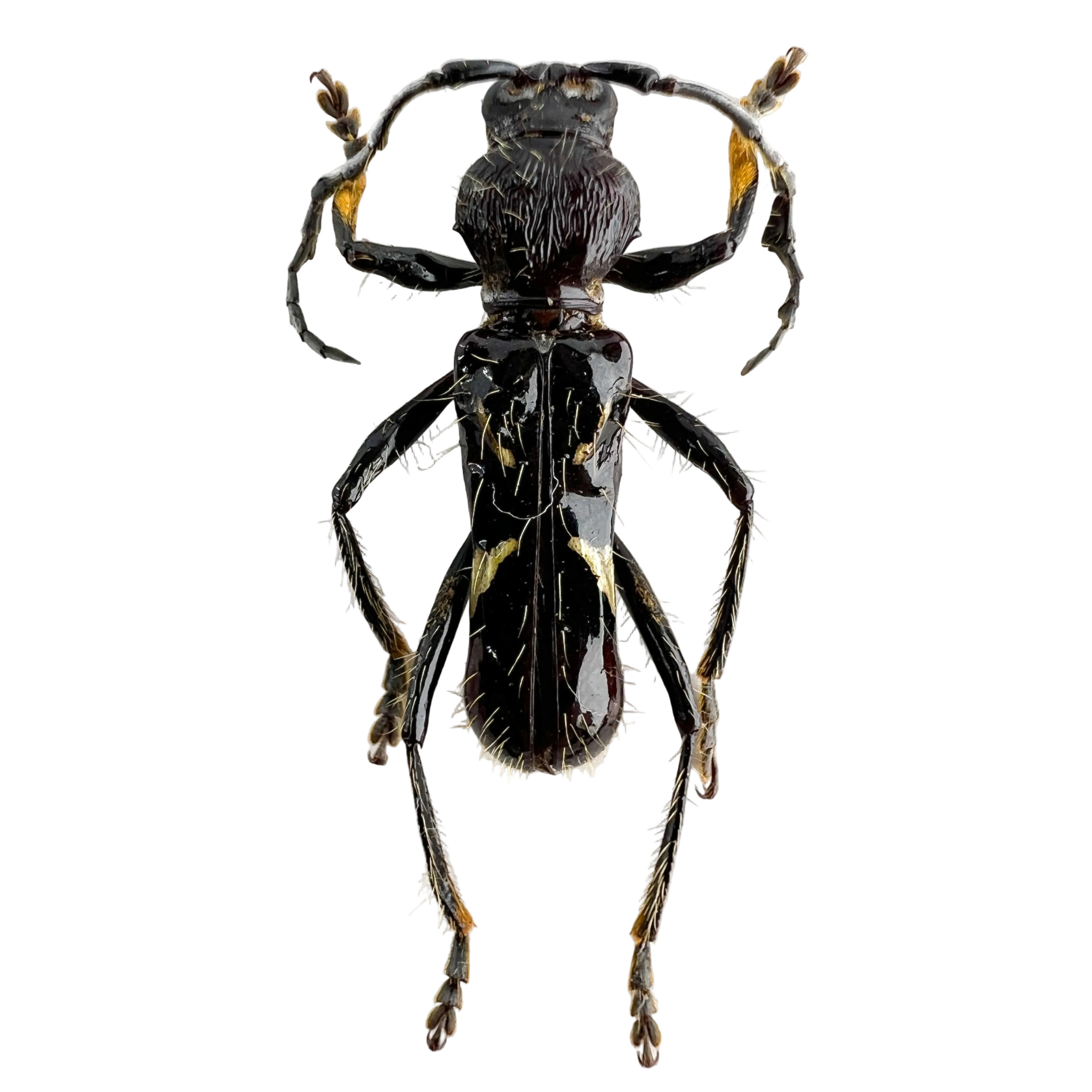 Stenygra angustata