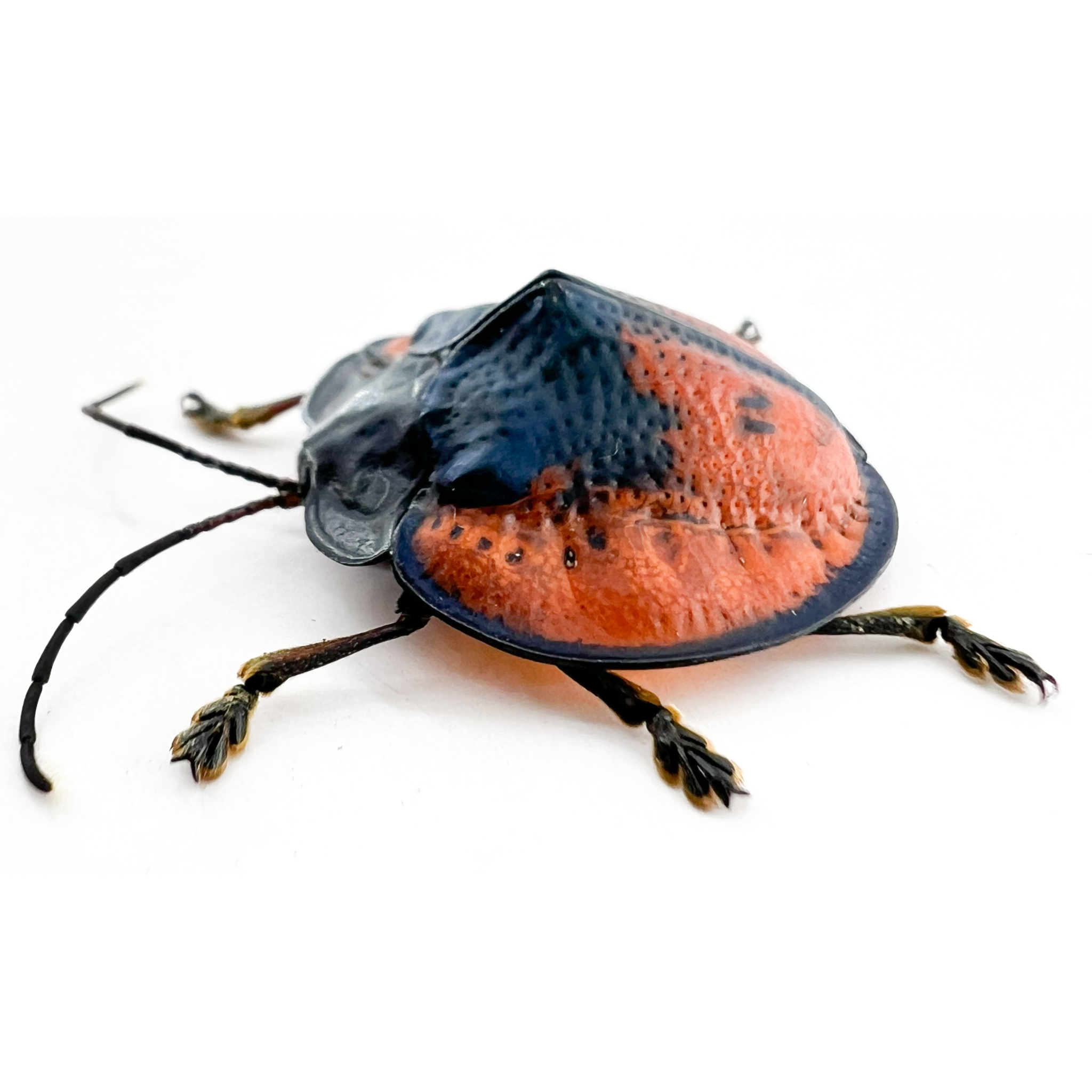 Cyclosoma gloriosa