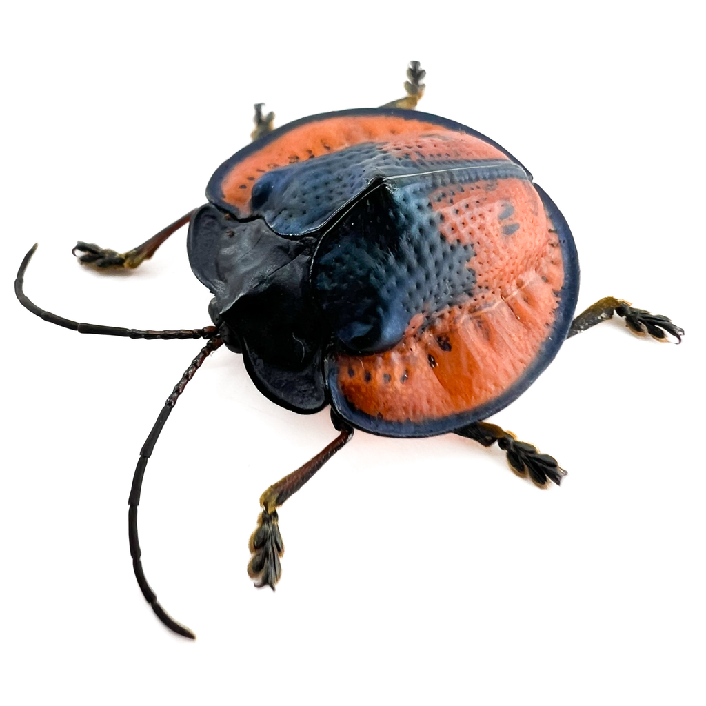 Cyclosoma gloriosa
