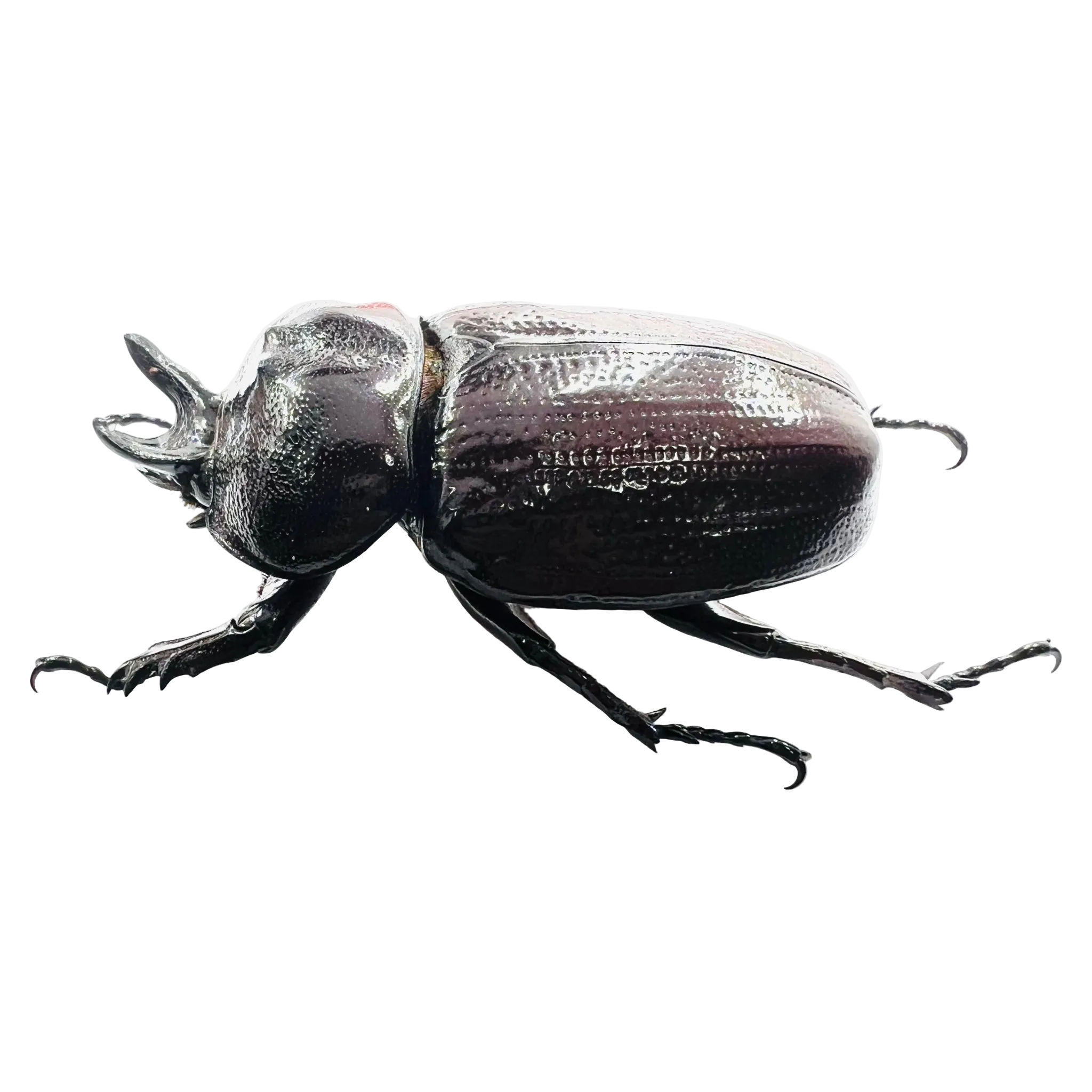 Homophileurus waldenfelsi