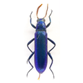 Ischnomera sp?
