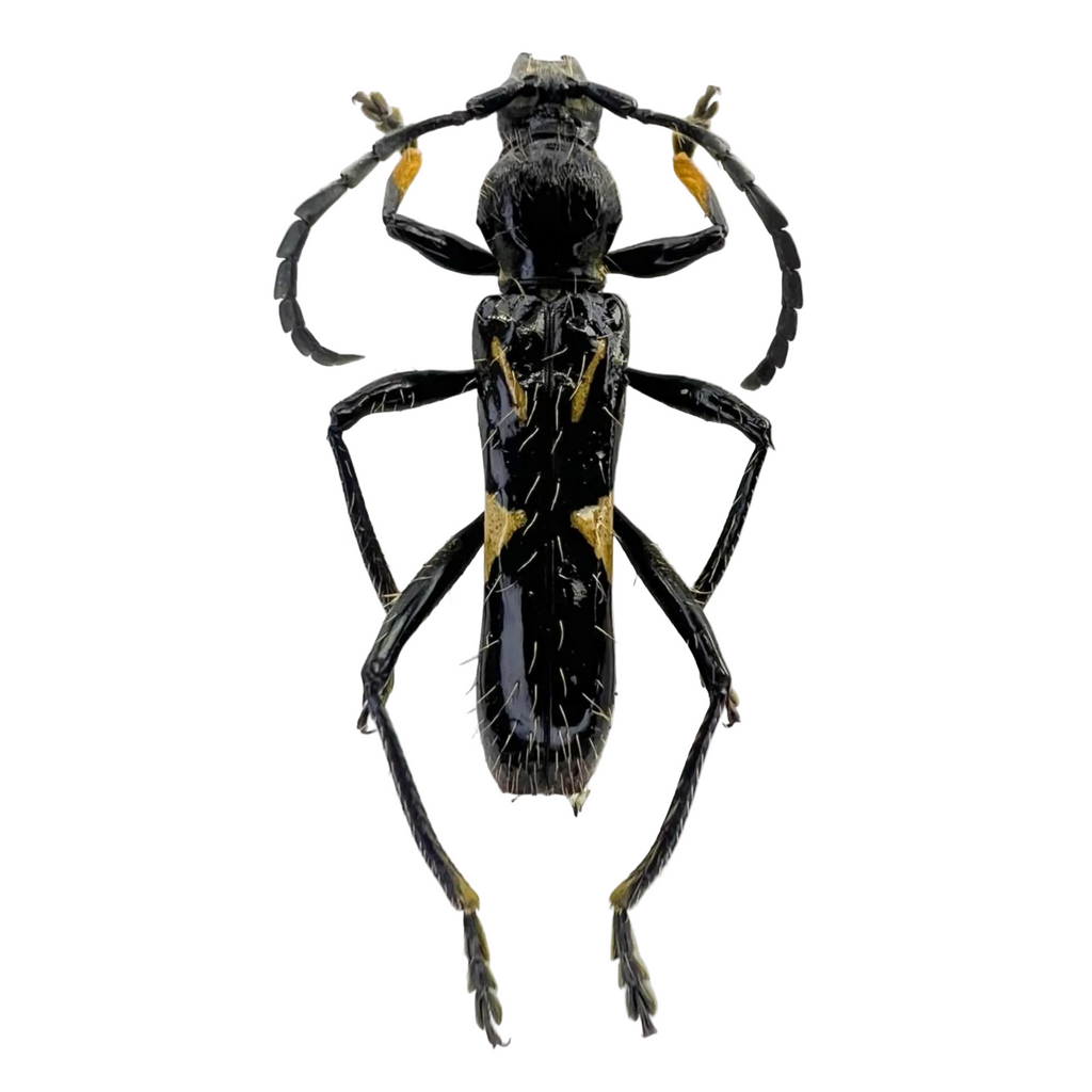Stenygra angustata
