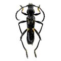 Stenygra angustata