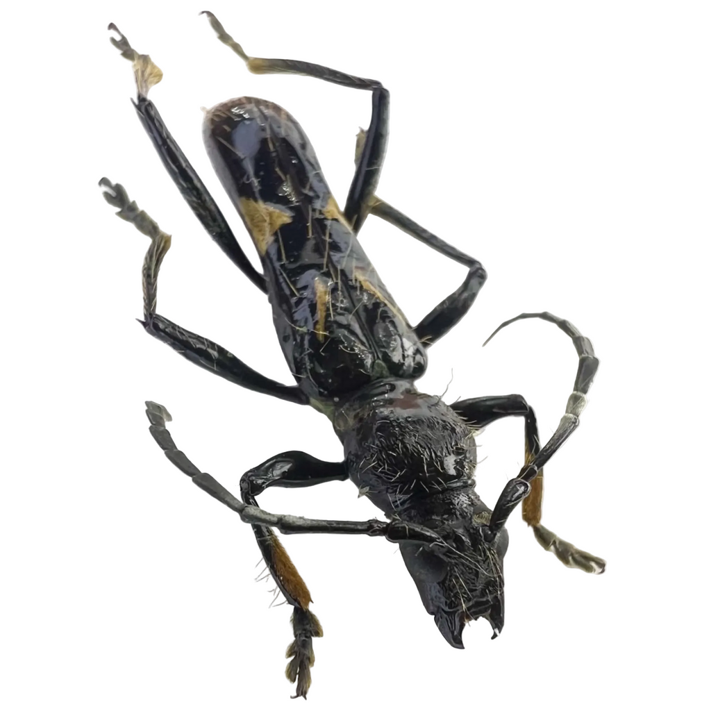 Stenygra angustata