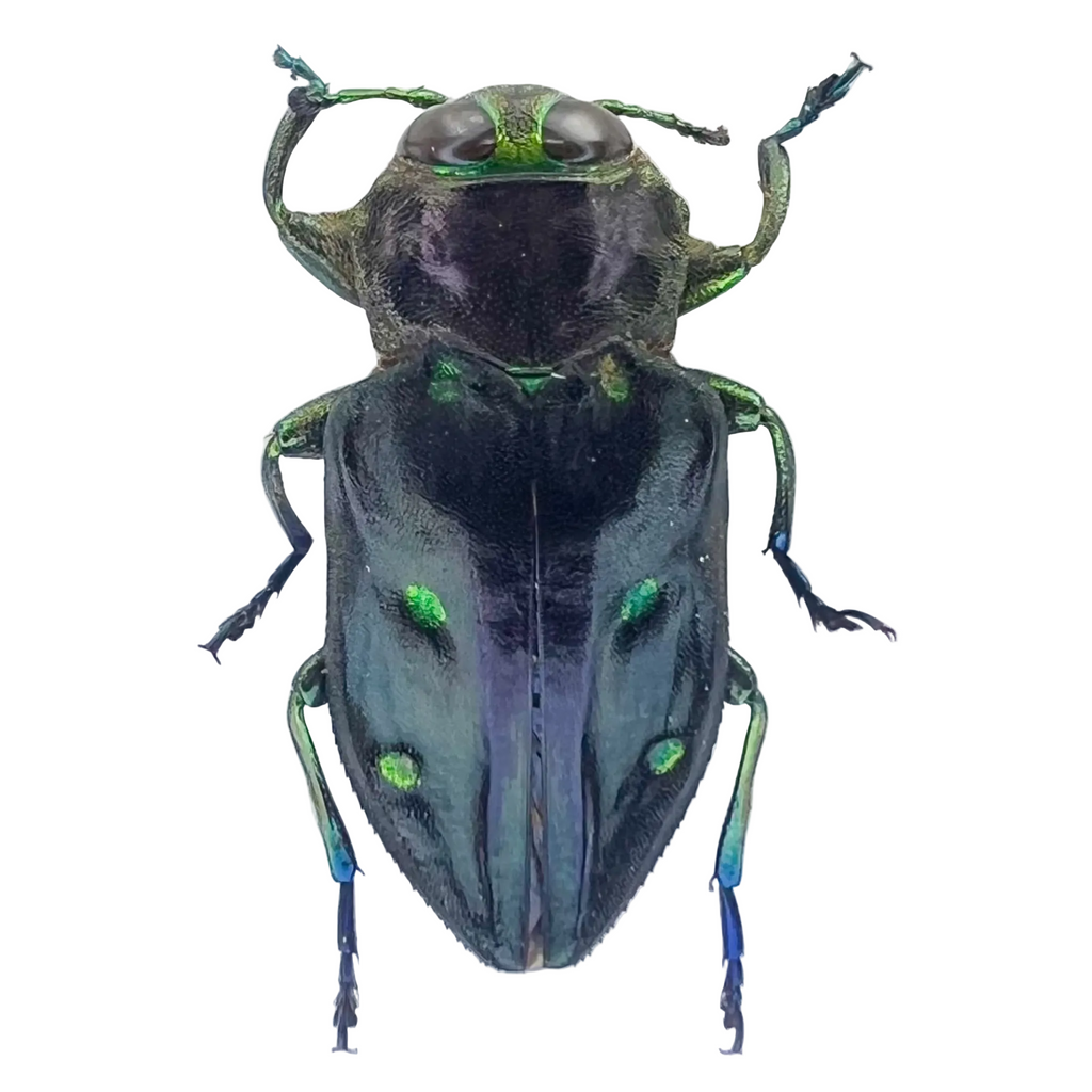 Buprestidae sp??