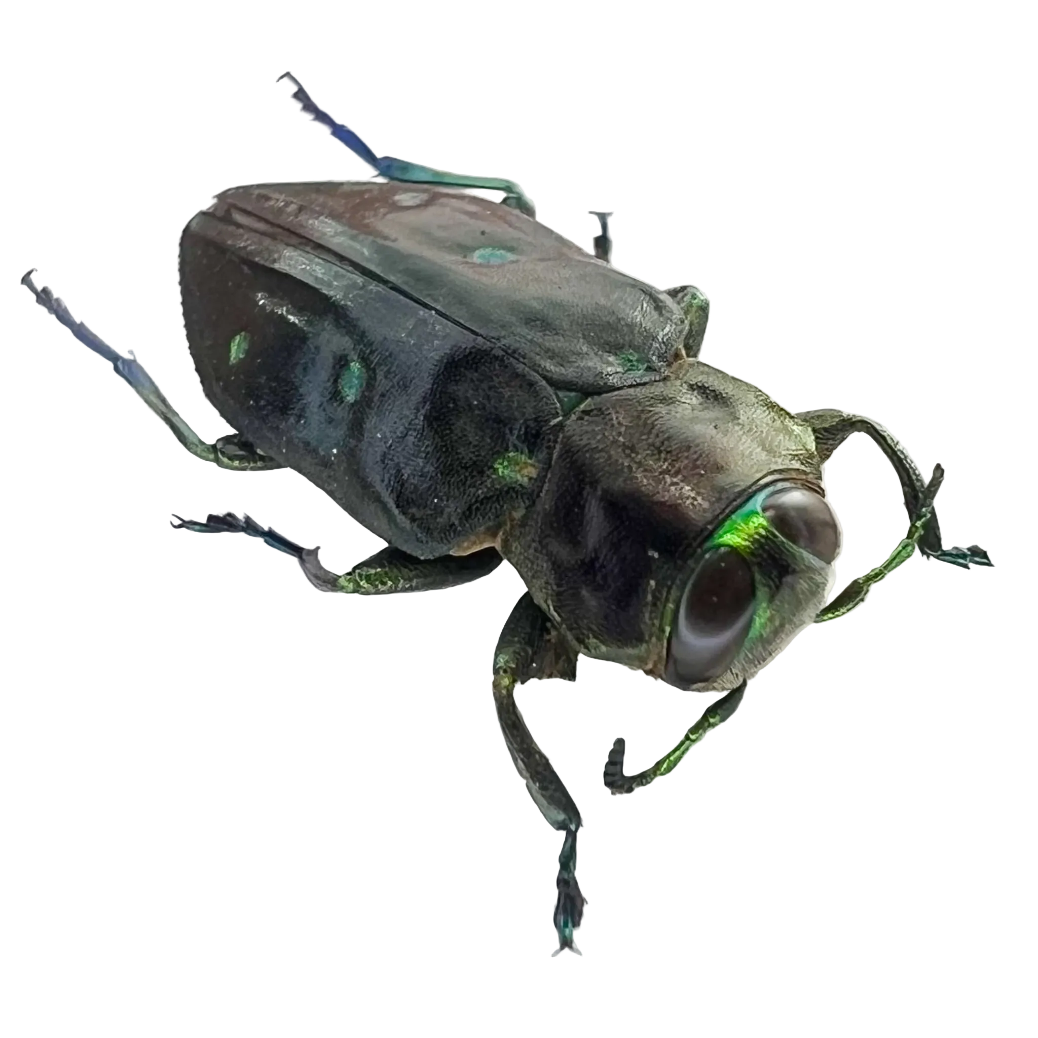 Buprestidae sp??