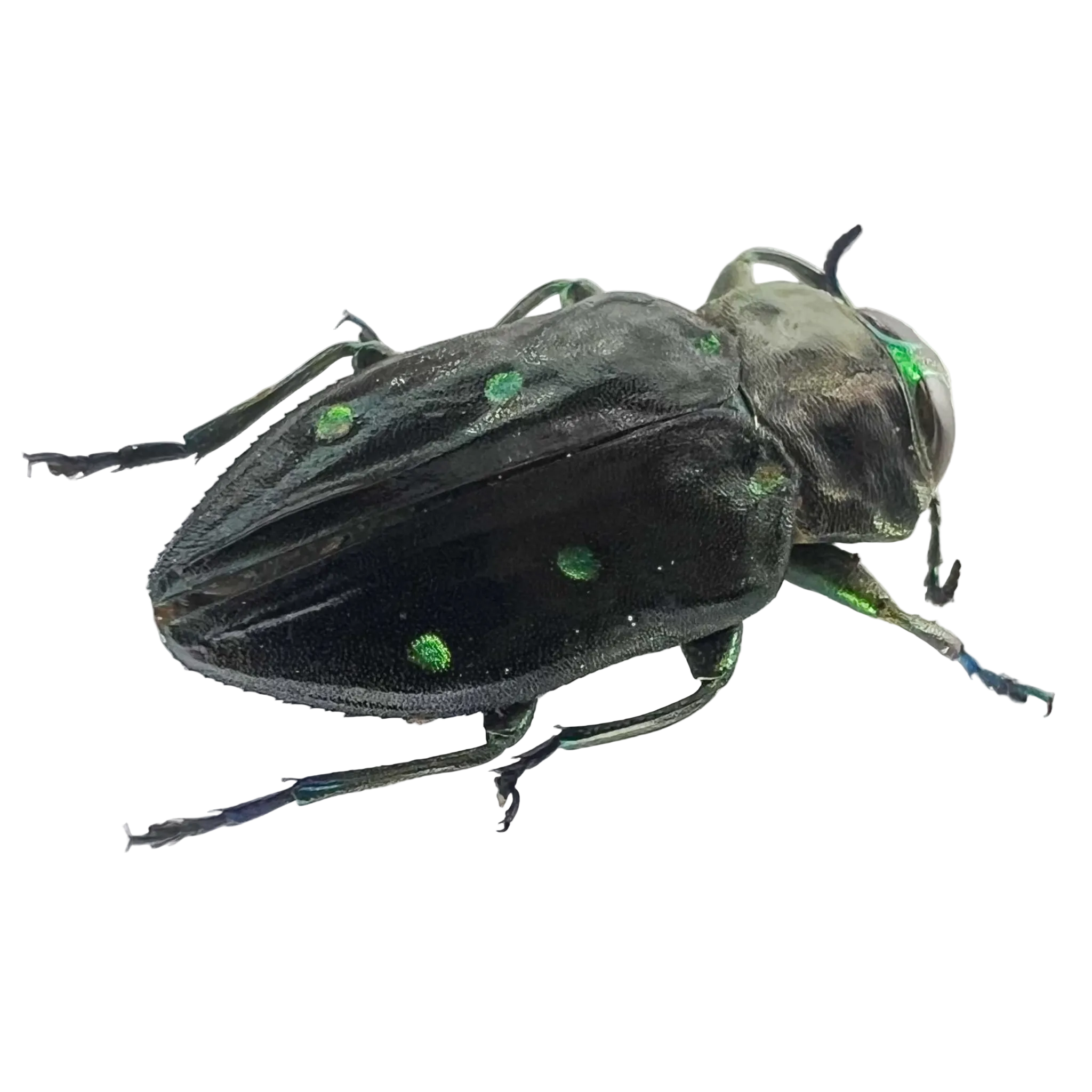 Buprestidae sp??