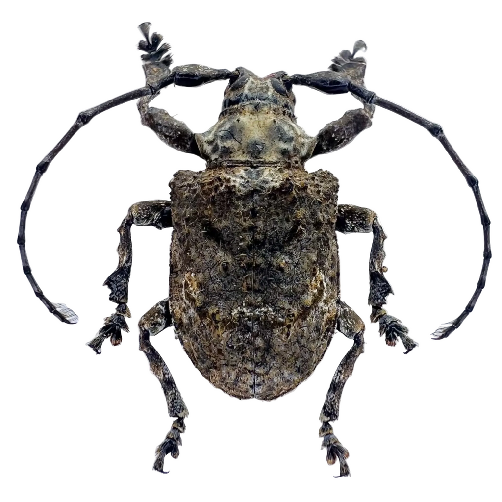 Onychocerus scorpio