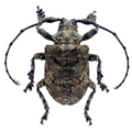 Onychocerus scorpio