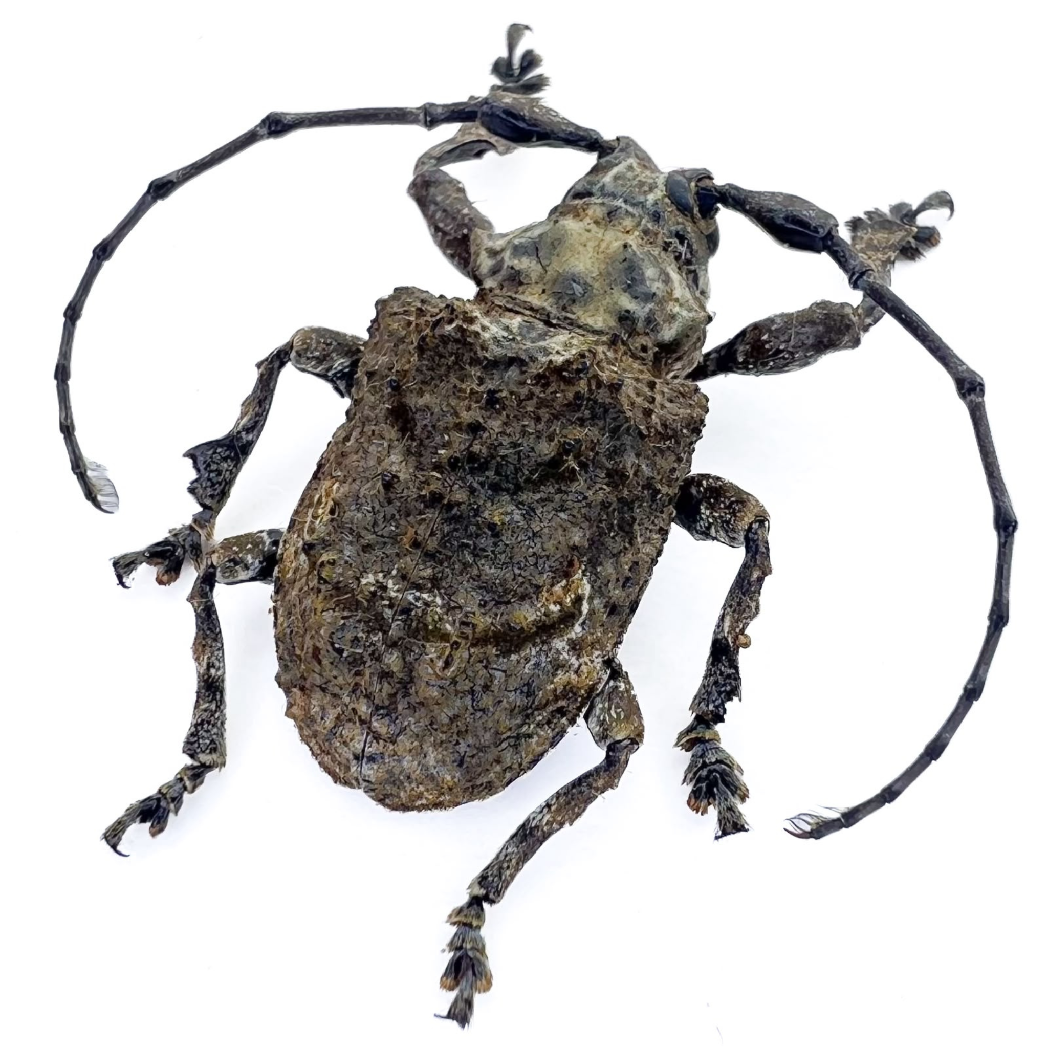 Onychocerus scorpio