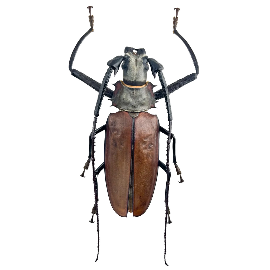Callipogon armillatus 121mm!!