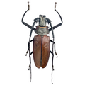 Callipogon armillatus 121mm!!