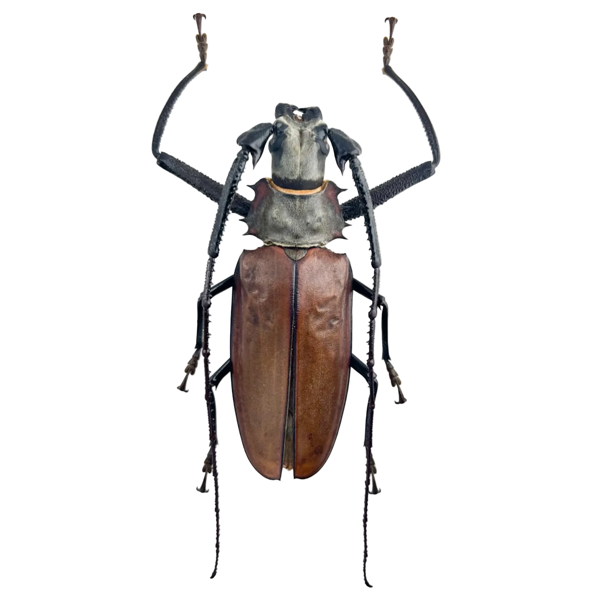 Callipogon armillatus 121mm!!