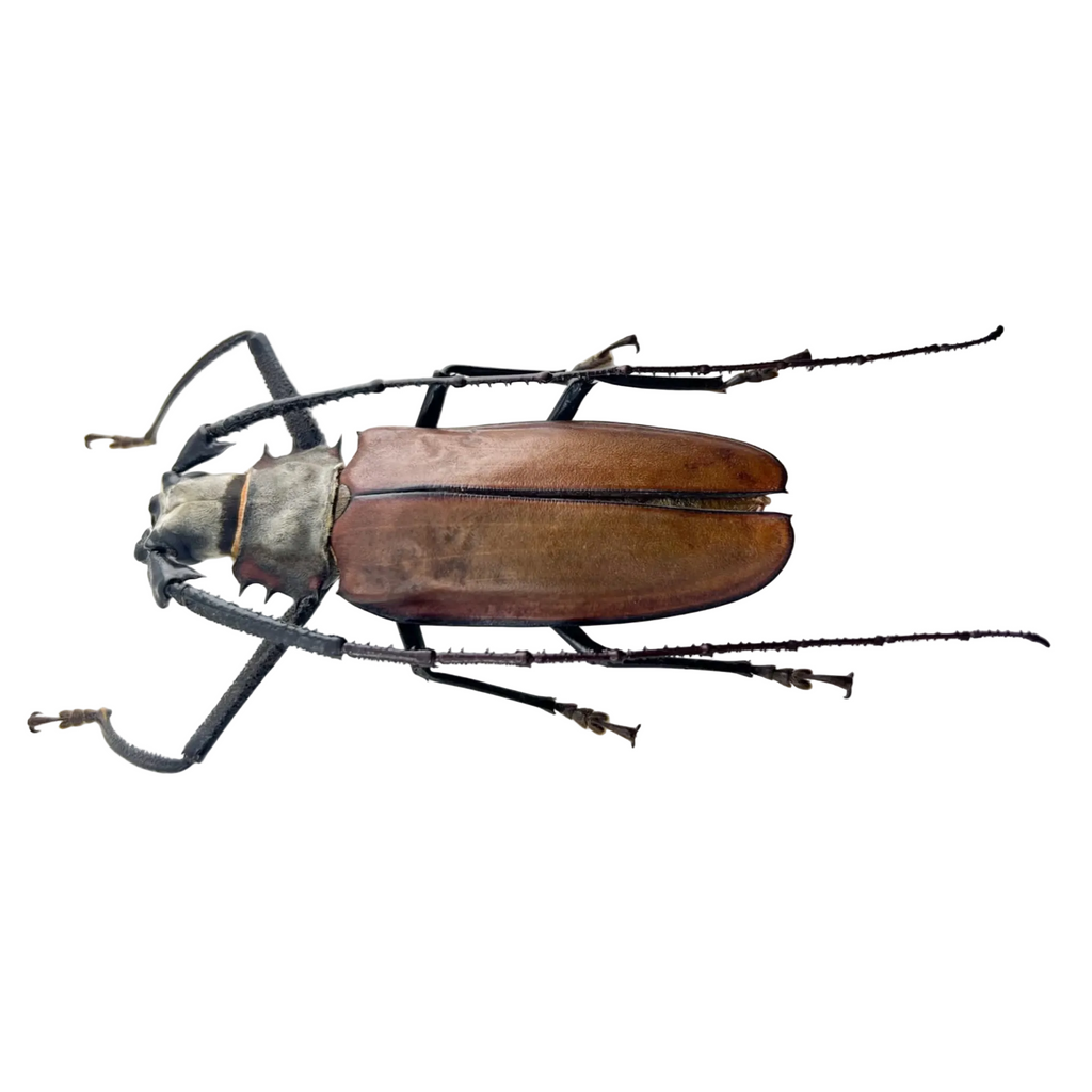 Callipogon armillatus 121mm!!