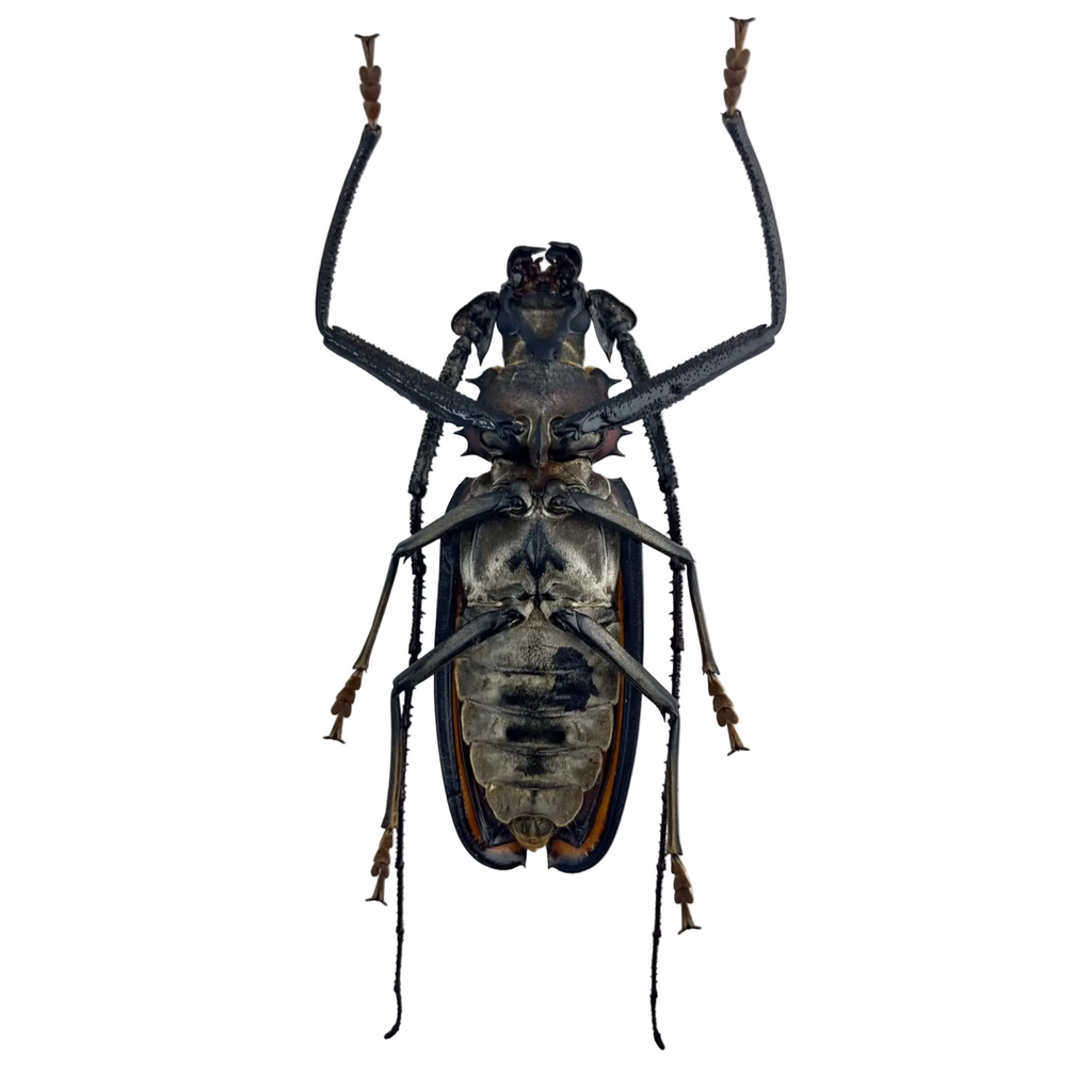 Callipogon armillatus 121mm!!