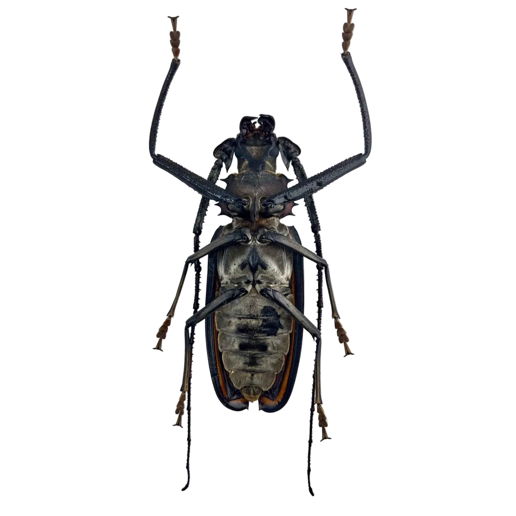 Callipogon armillatus 121mm!!