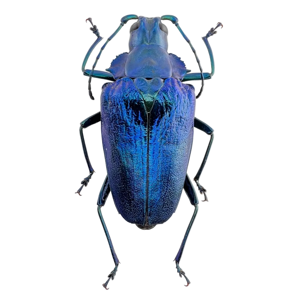 Charmallaspis pulcherrima "Blue form"