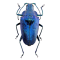 Charmallaspis pulcherrima "Blue form"