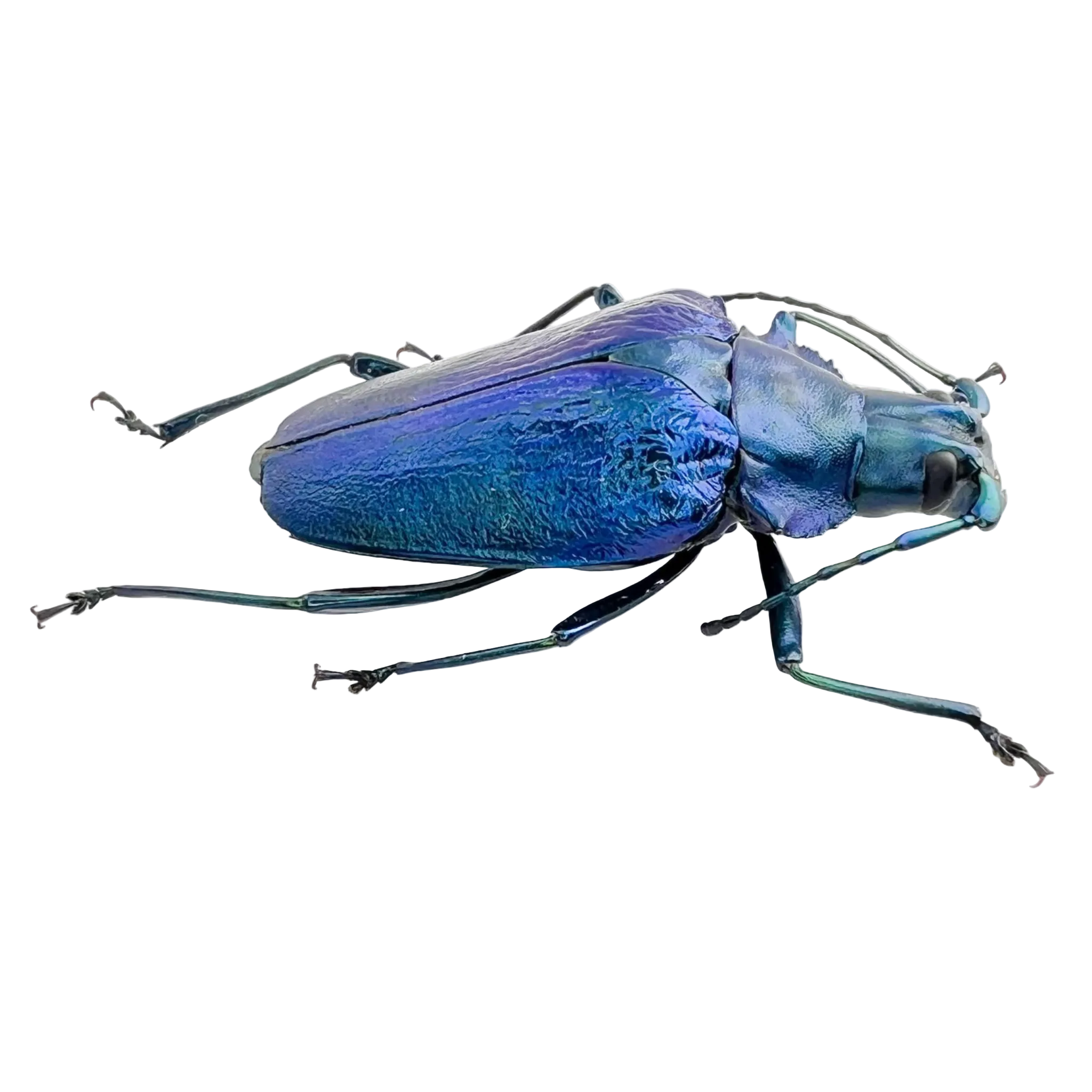 Charmallaspis pulcherrima "Blue form"