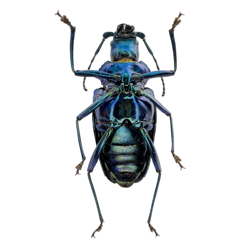 Charmallaspis pulcherrima "Blue form"
