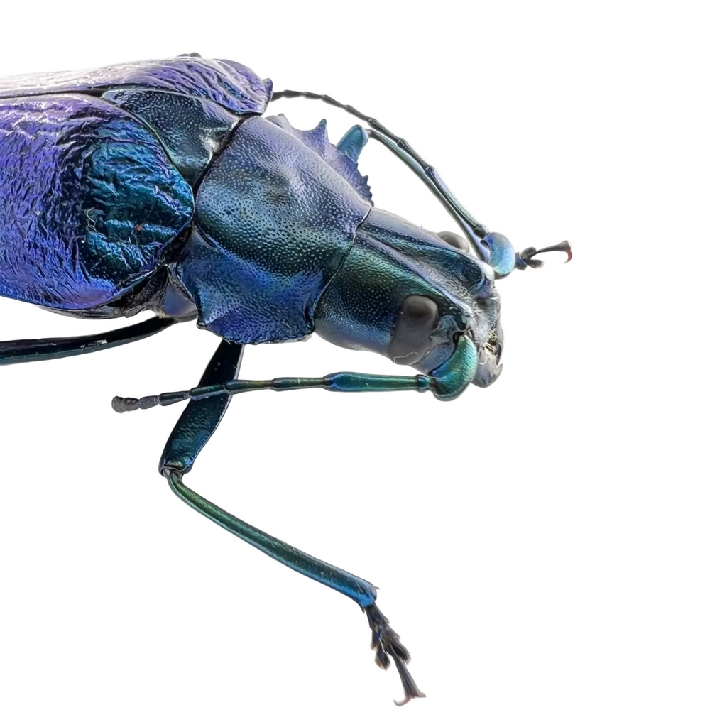Charmallaspis pulcherrima "Blue form"
