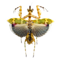 mantidae sp? Very rare!