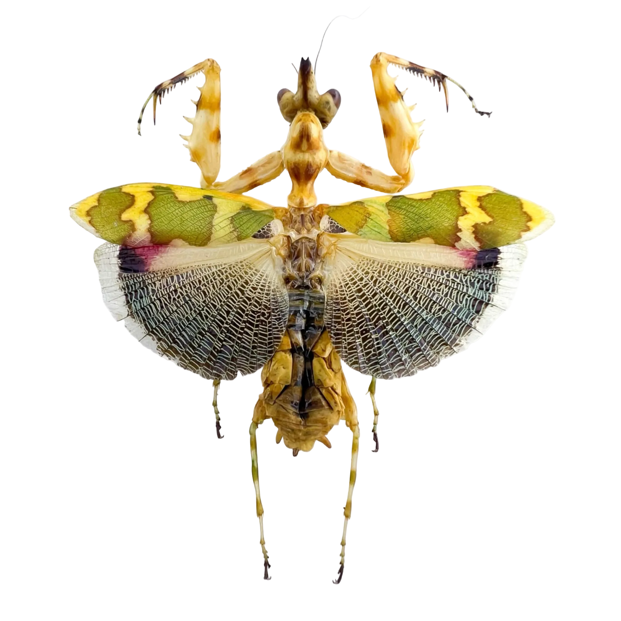 mantidae sp? Very rare!