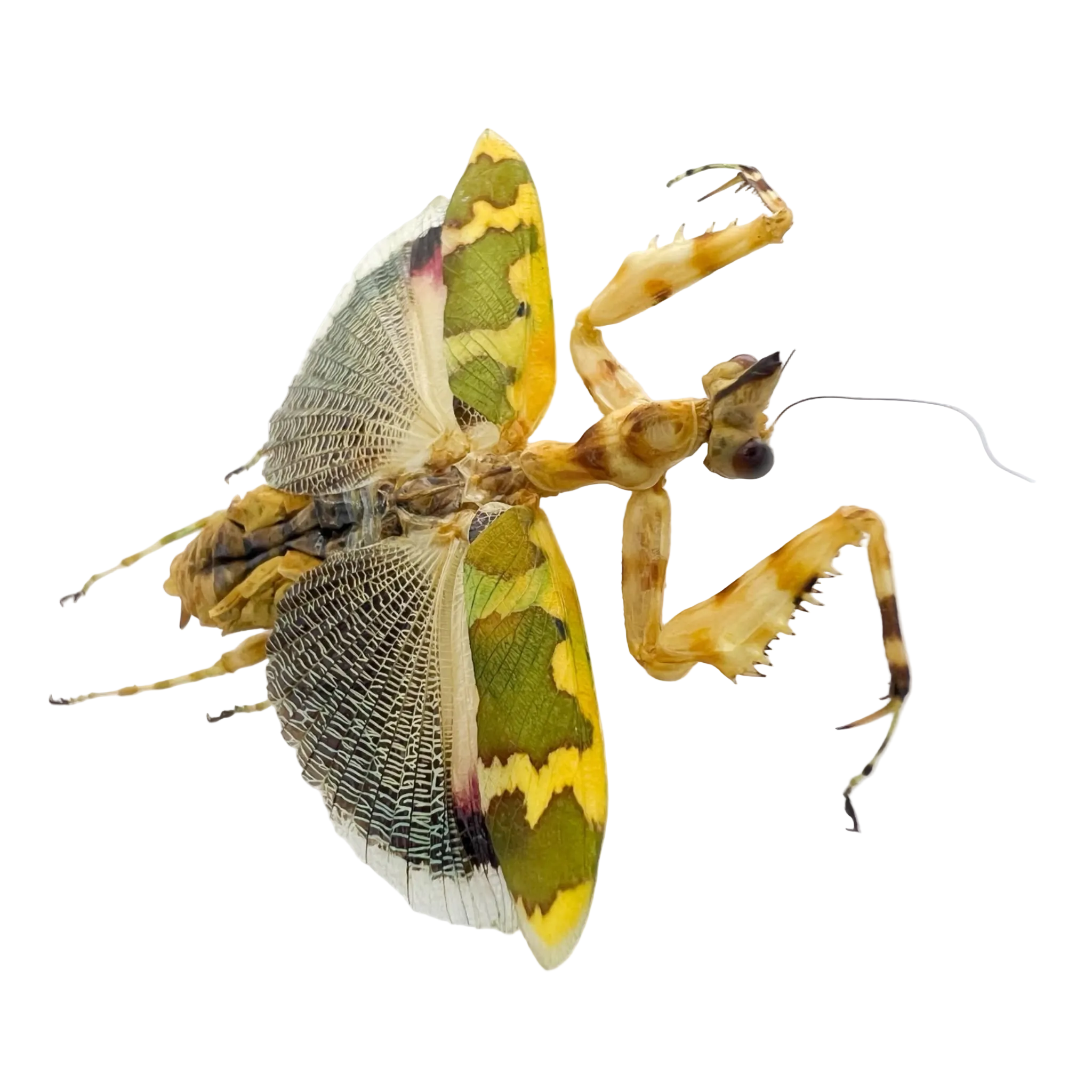 mantidae sp? Very rare!