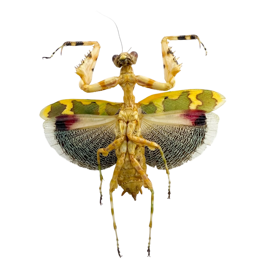 mantidae sp? Very rare!