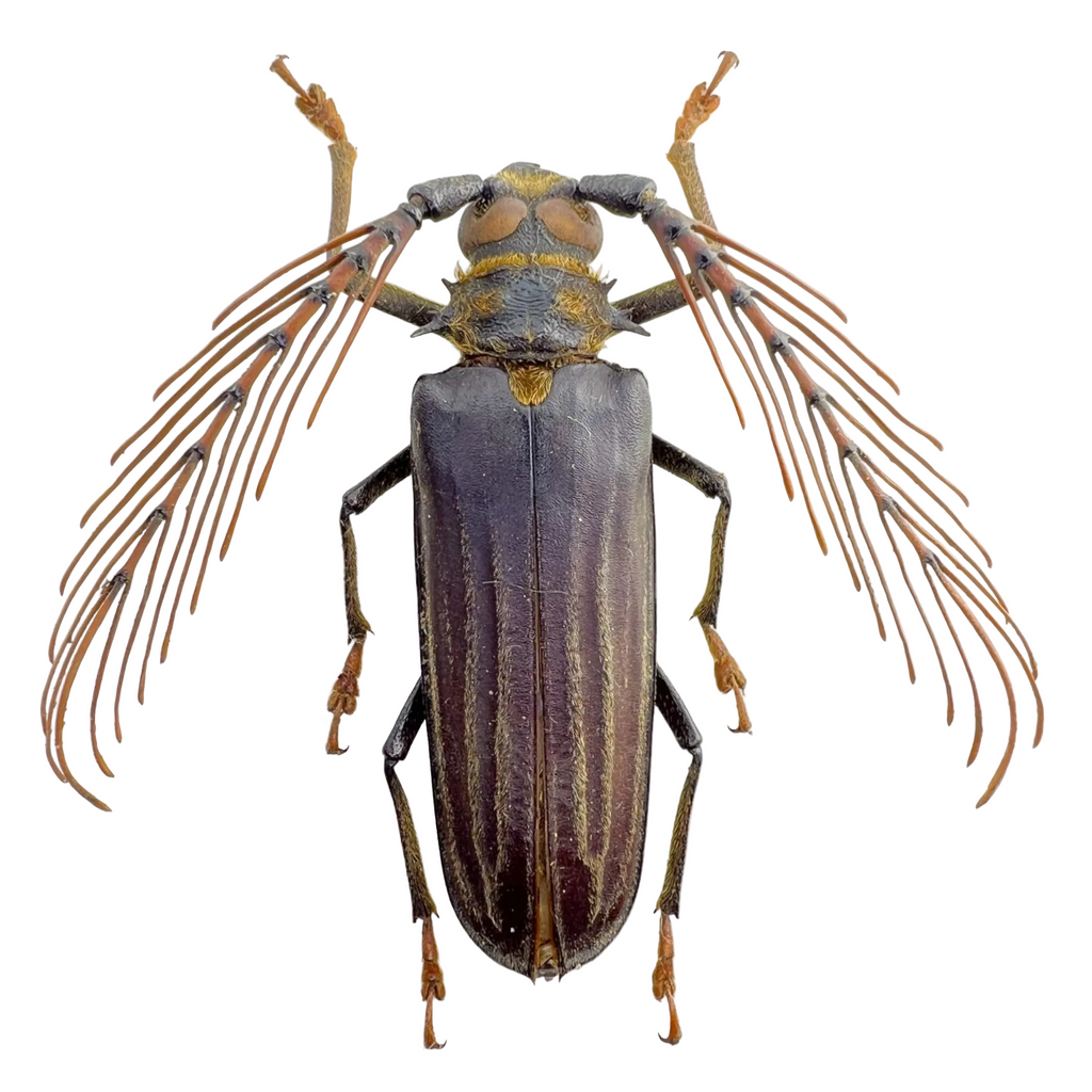 Sarifer flavirameus