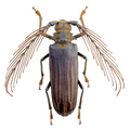 Sarifer flavirameus