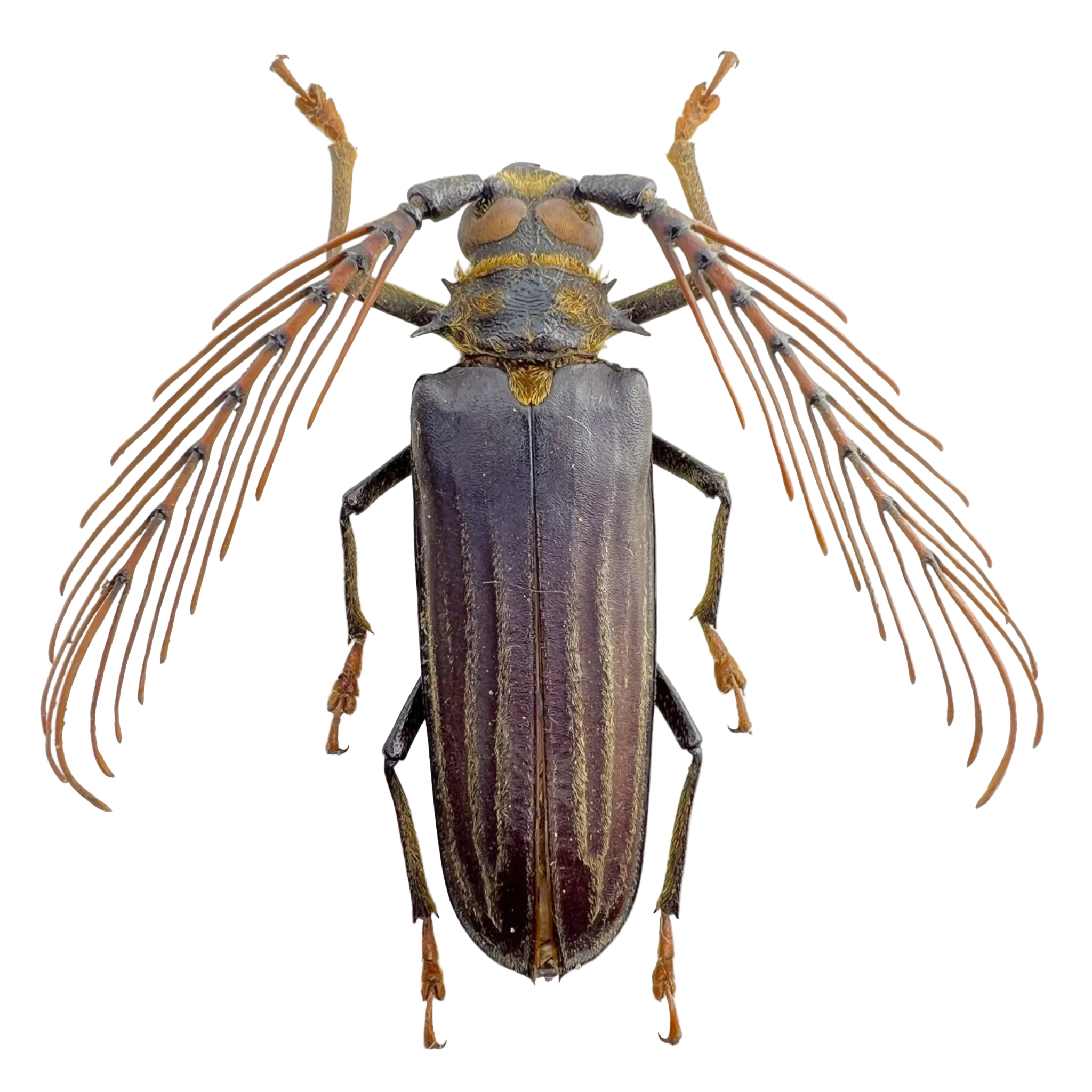 Sarifer flavirameus