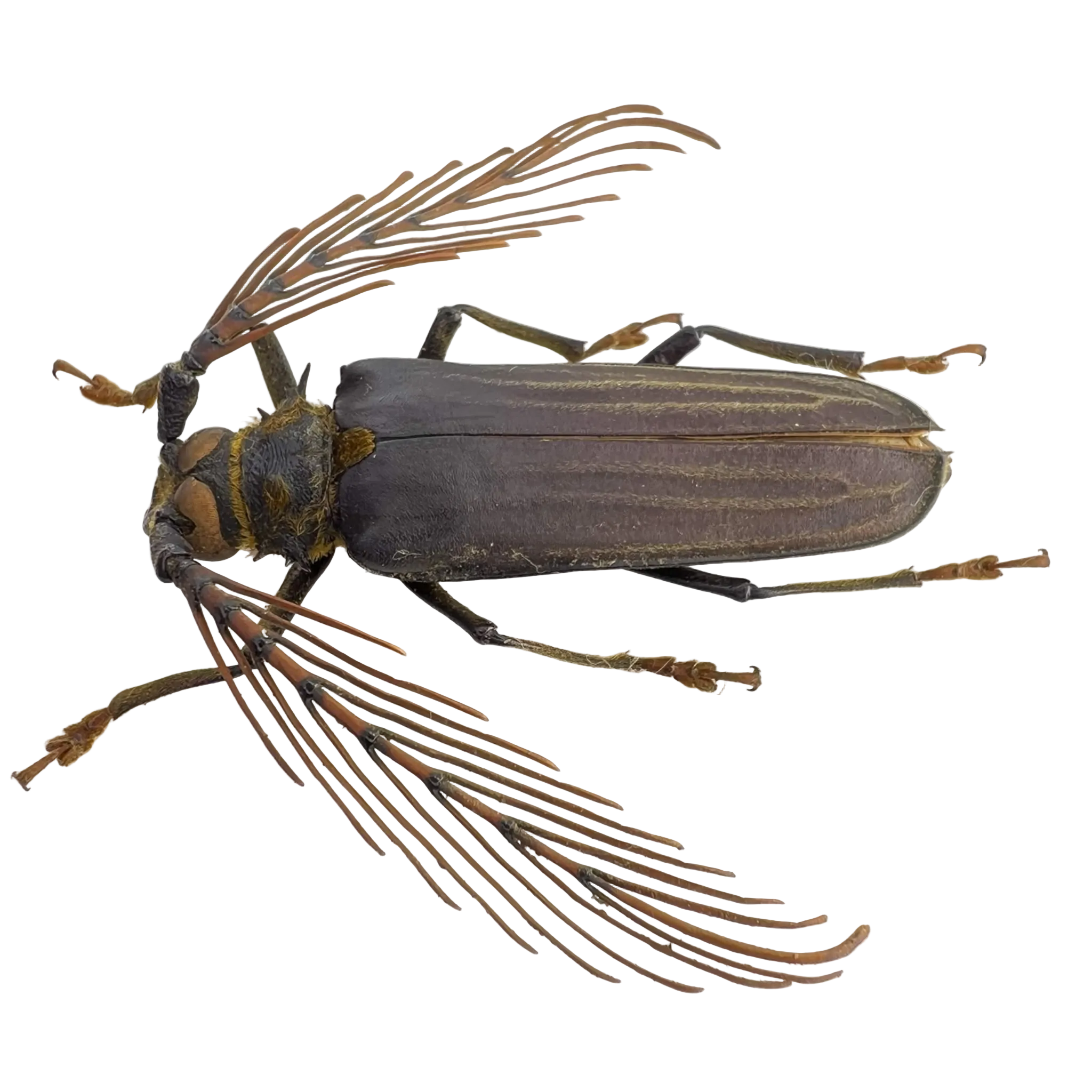 Sarifer flavirameus