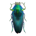 colobogaster diviana