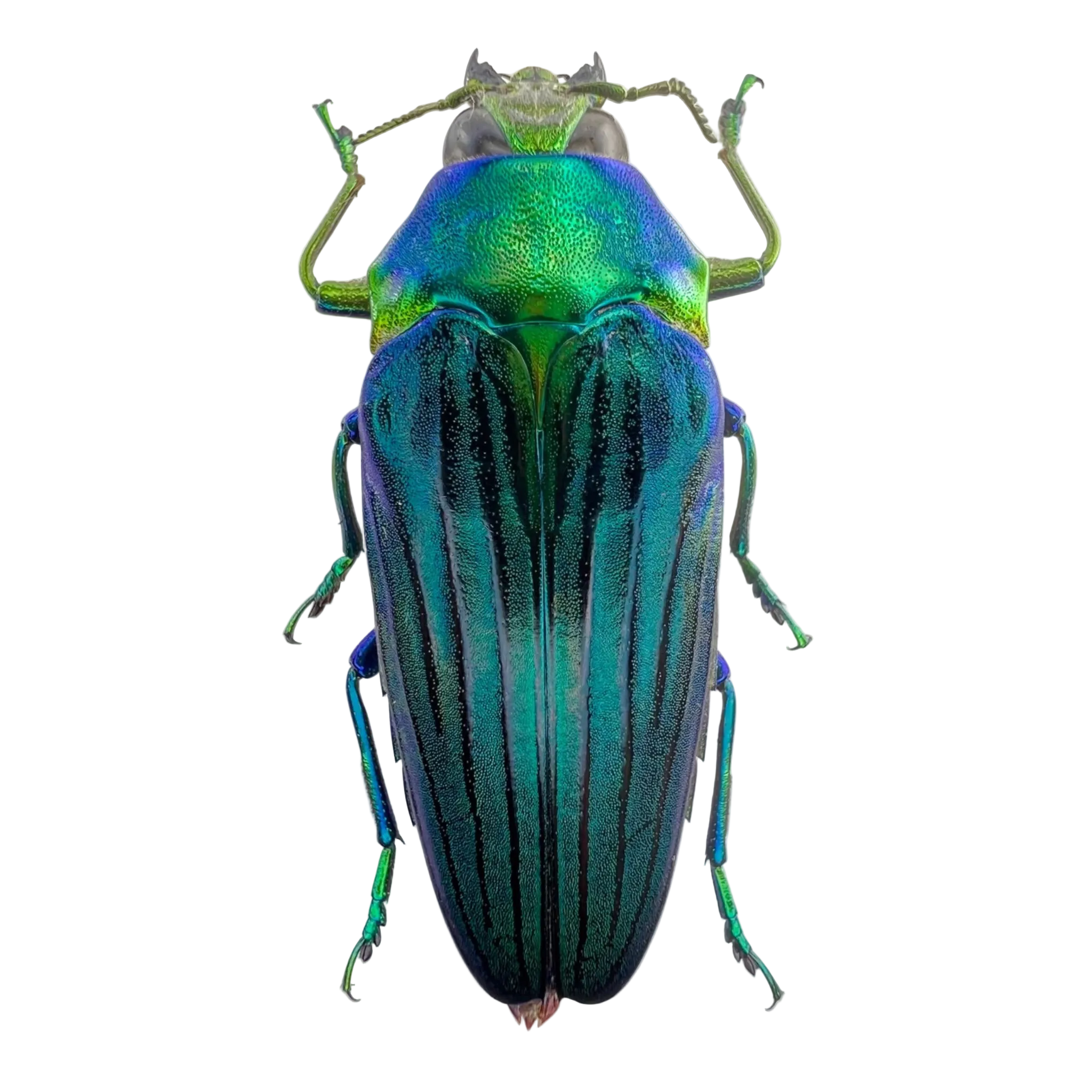 colobogaster diviana