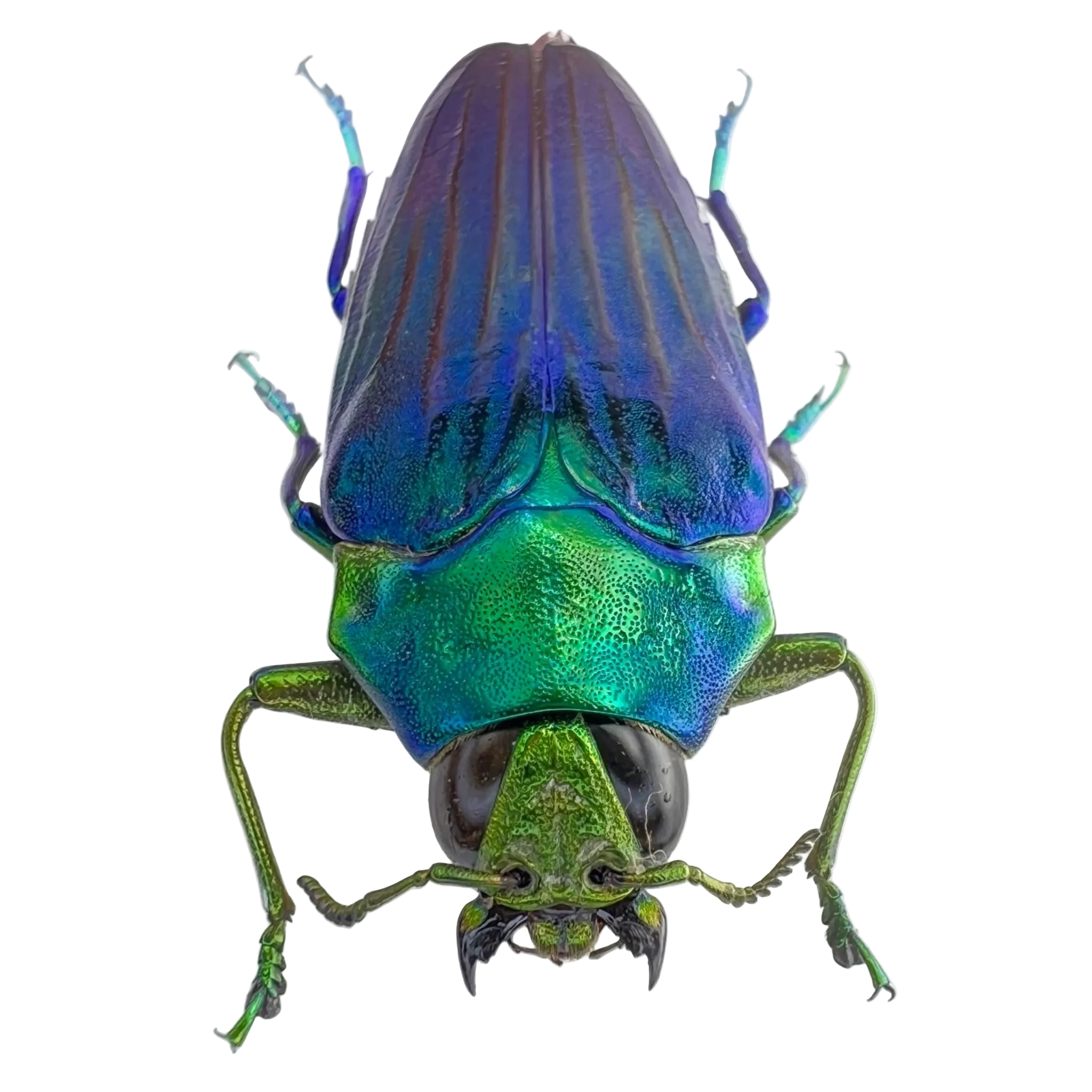 colobogaster diviana