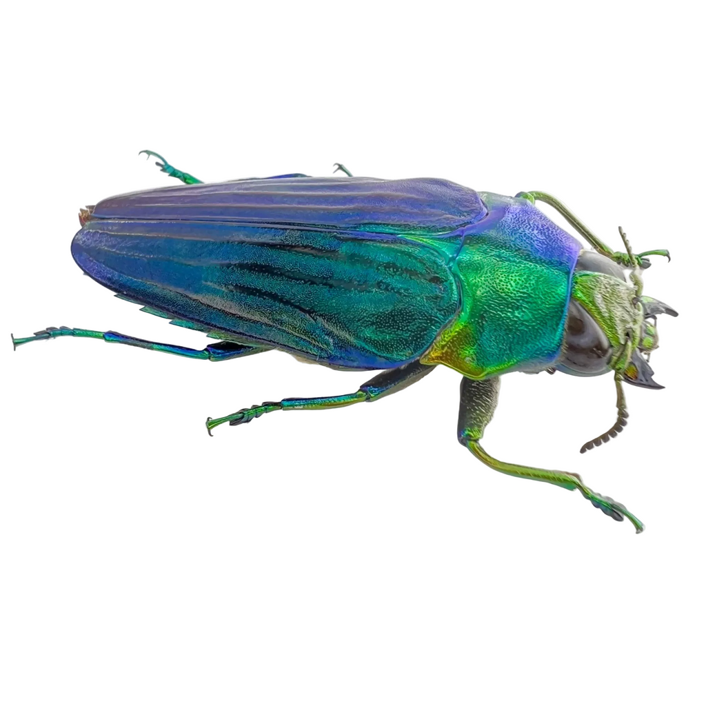 colobogaster diviana