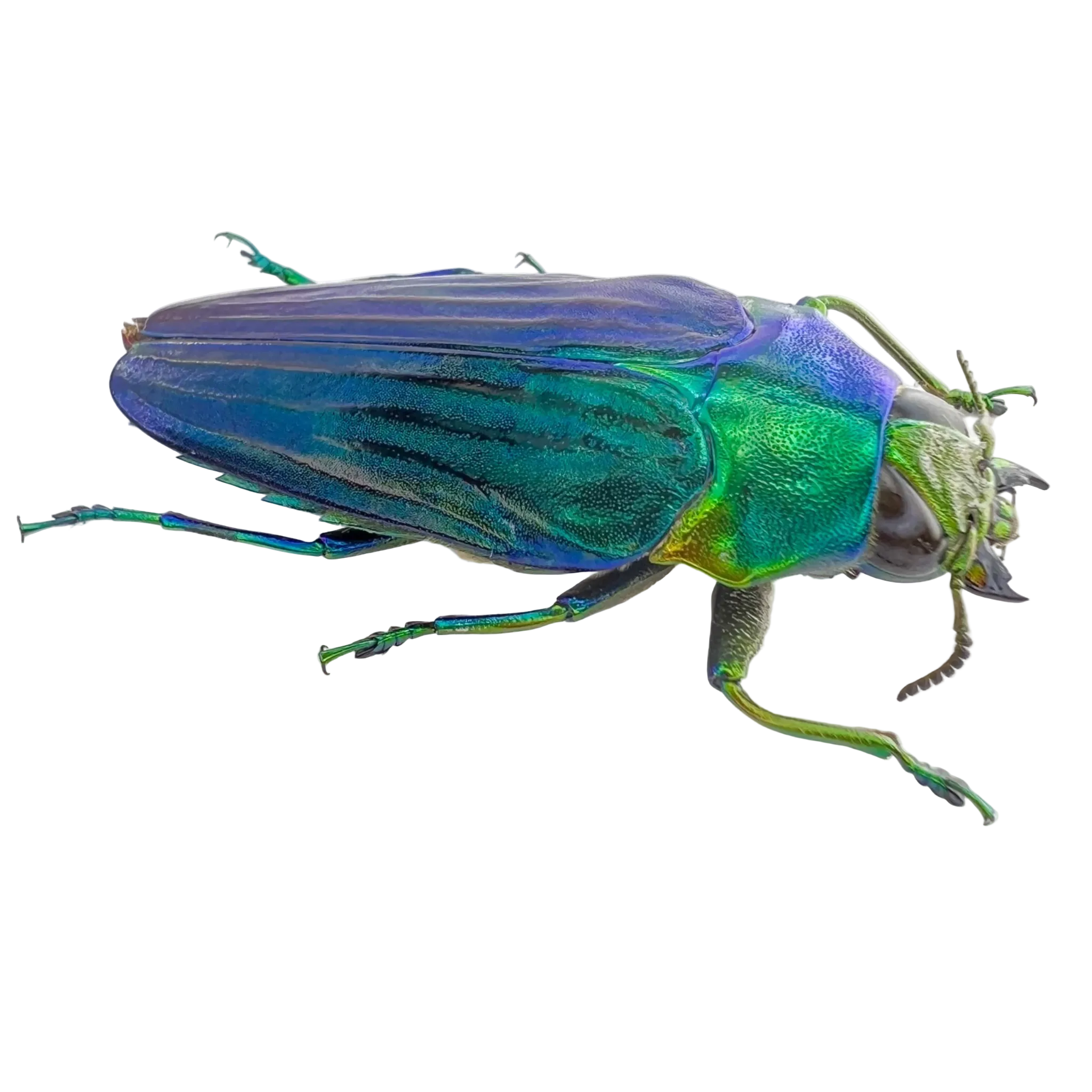 colobogaster diviana