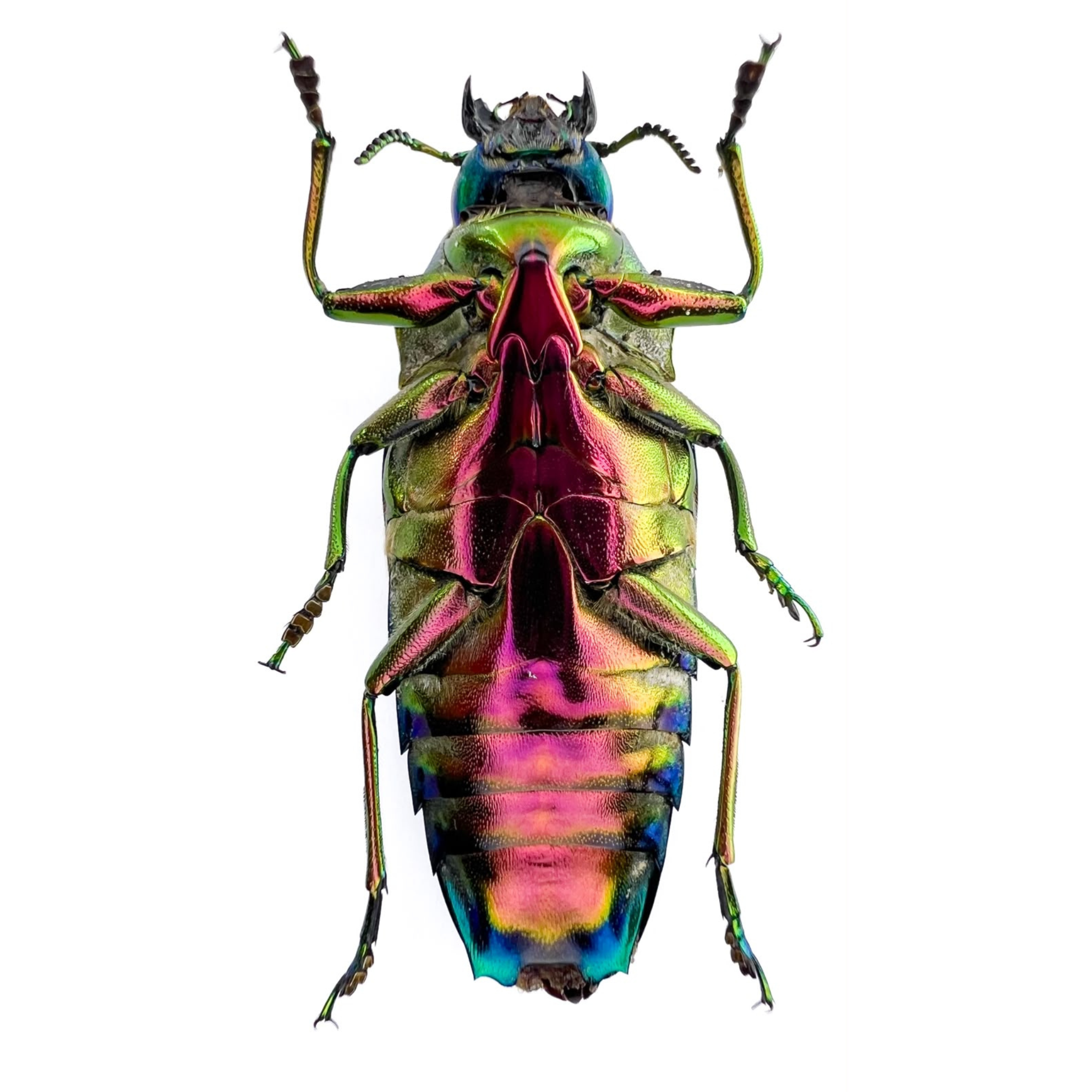 colobogaster diviana