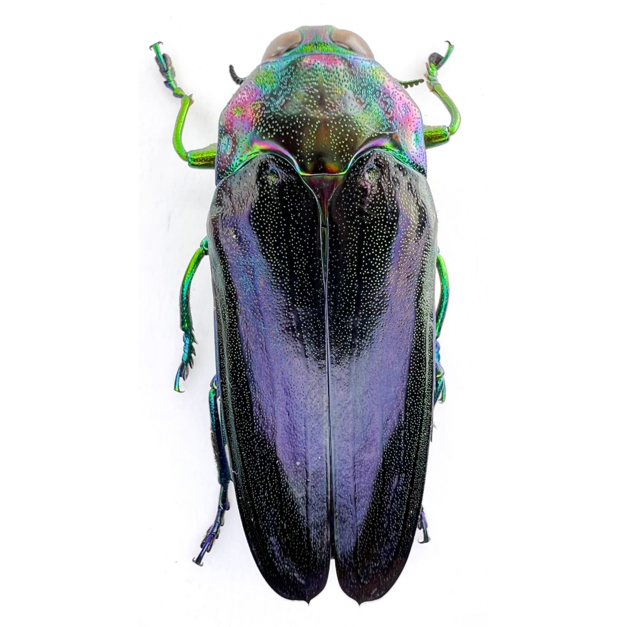 Colobogaster quadridentata